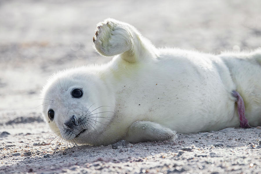 Waving Seal Pup Photograph by Arterra Picture Library