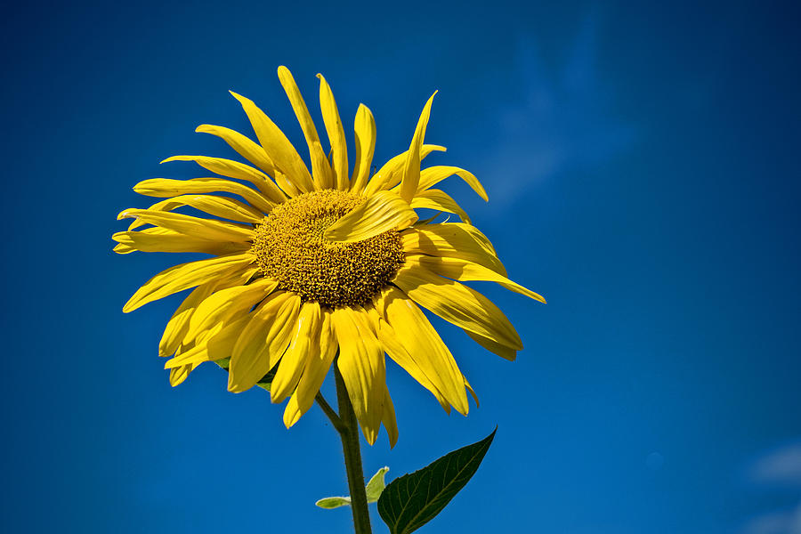 Waving Sunflower Photograph by Susanne Ludwig