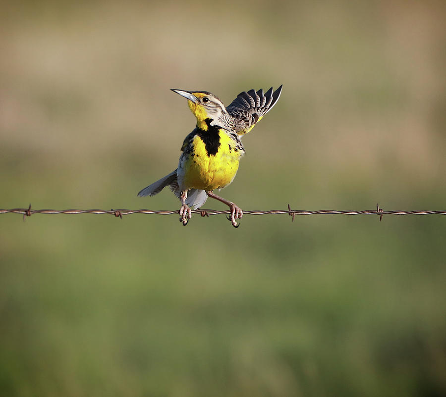 Waving Western Meadowlark Photograph by Dan Sproul