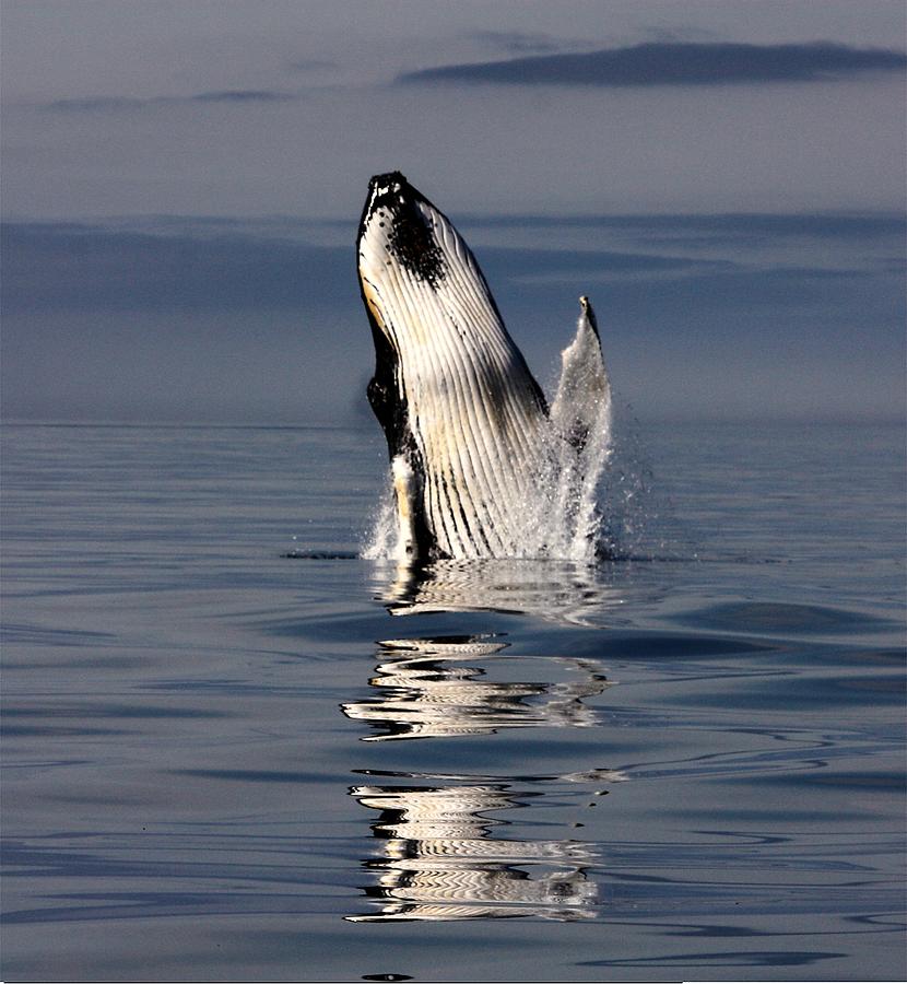 Waving Whale Photograph by David Matthews