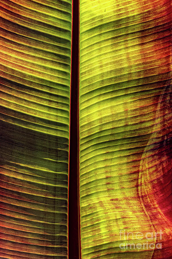 Wavy Red and Yellow Leaf Photograph by Roslyn Wilkins