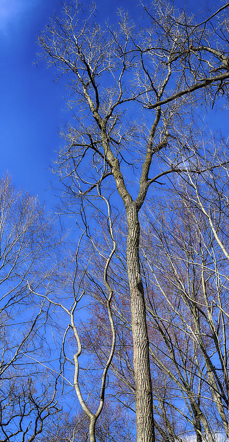 Wavy Tree and Friend 041022 Photograph by Mary Bedy - Fine Art America