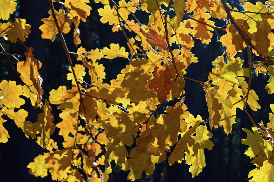 Wawona Golden Leaves 2 Photograph by Eric Forster