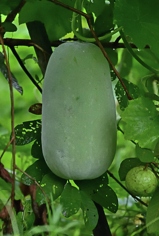 Wax gourd - ash gourd or white gourd Photograph by Amazing Action Photo Video