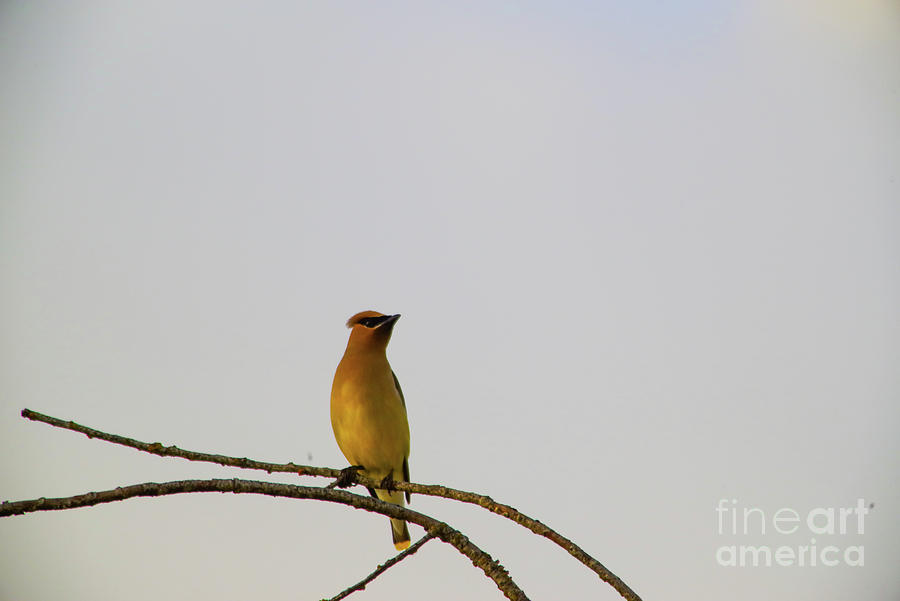 Wax Wing On A Thin Branch Photograph
