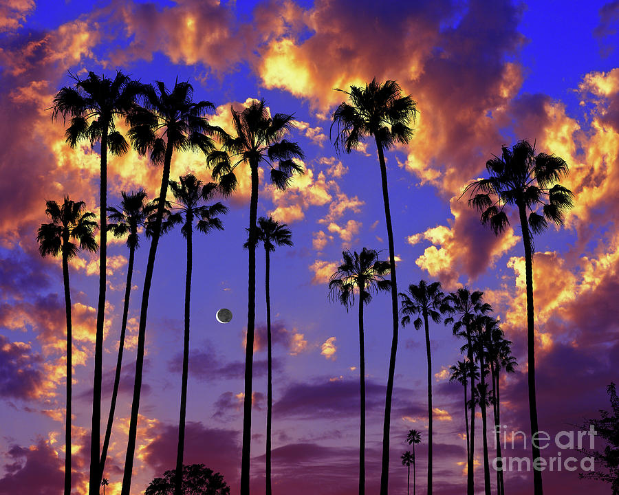 Waxing Crescent Moon And Palms Photograph by Don Schimmel