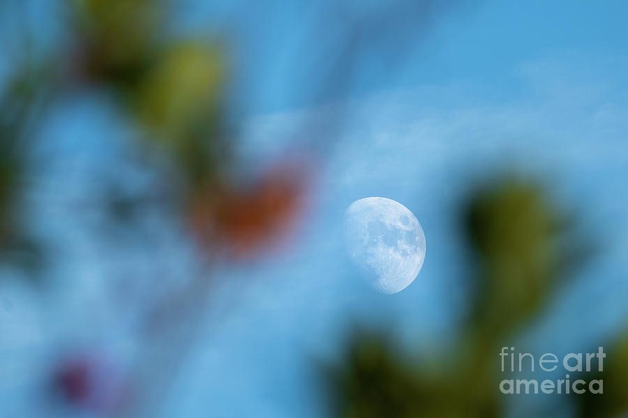 Waxing Gibous Moon Between Trees Blue Sky Costa Ballena Cadiz Photograph by Pablo Avanzini