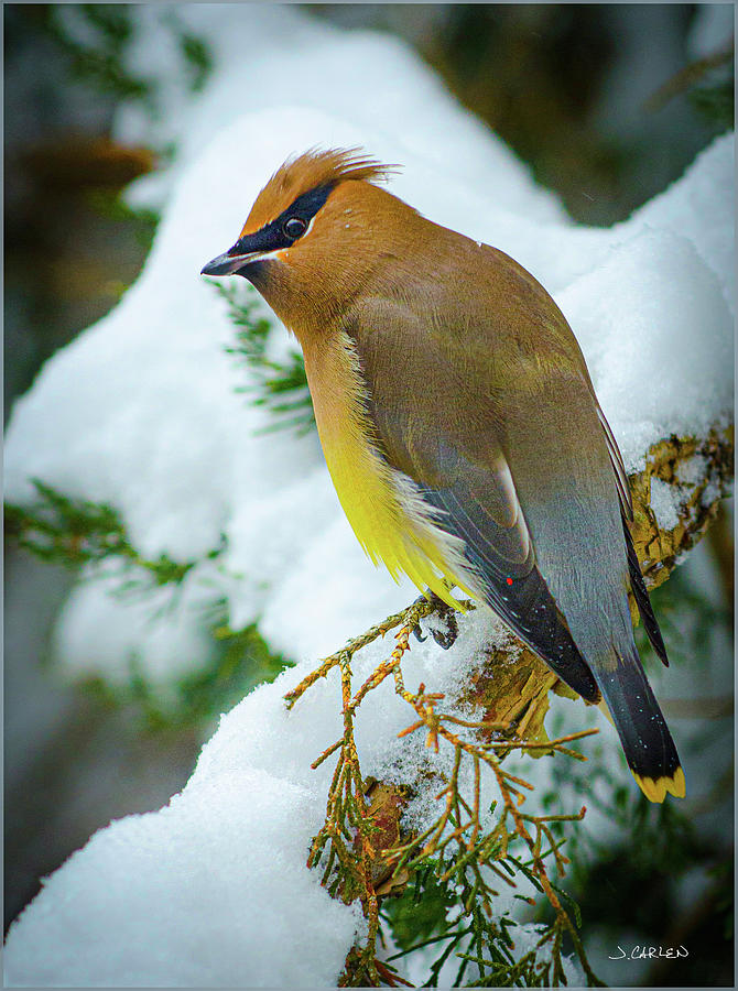Waxwing in Winter Photograph by Jim Carlen