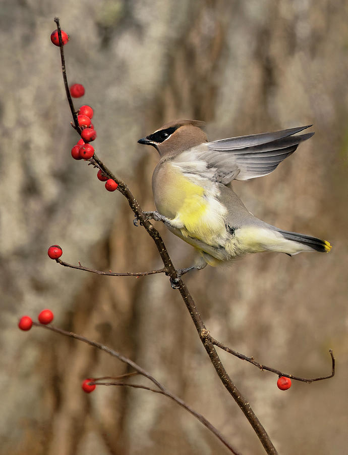 Waxwing Landing Photograph by Art Cole