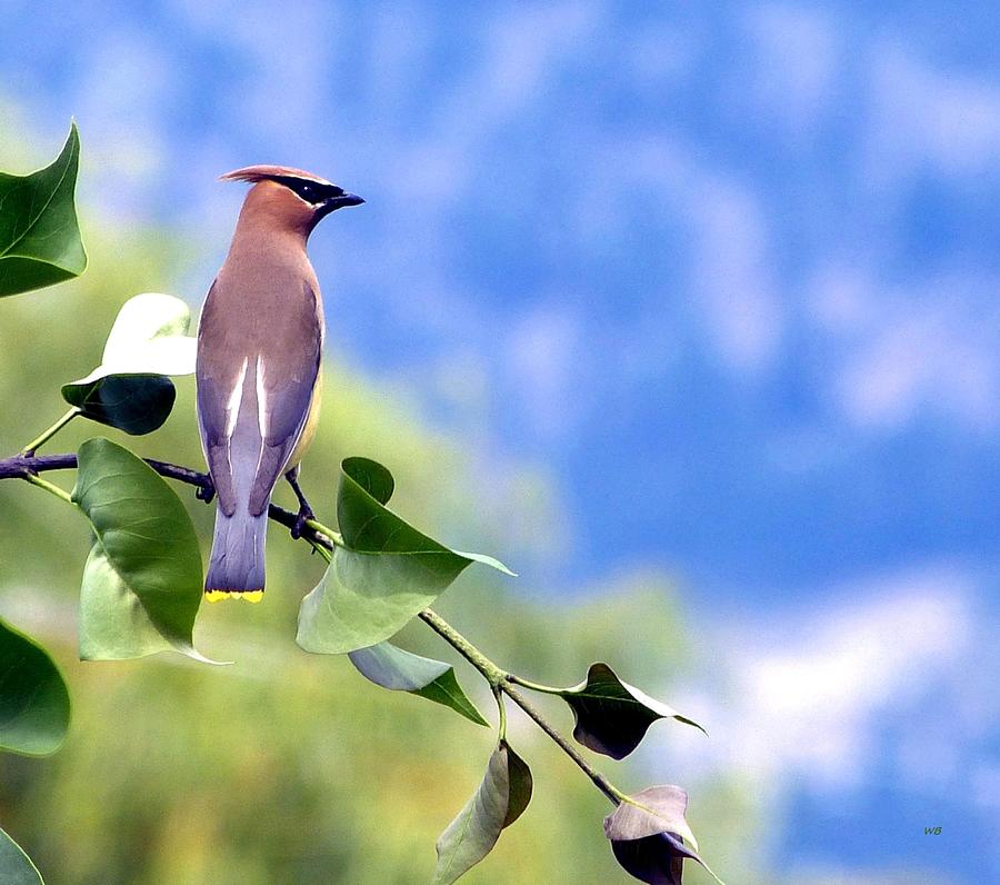 Waxwing On A Lilac Branch Photograph