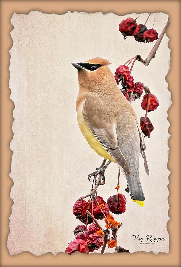 Waxwing on the Watch Photograph by Peg Runyan