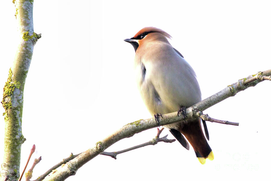 Waxwing Resting  Relief by Stephen Melia