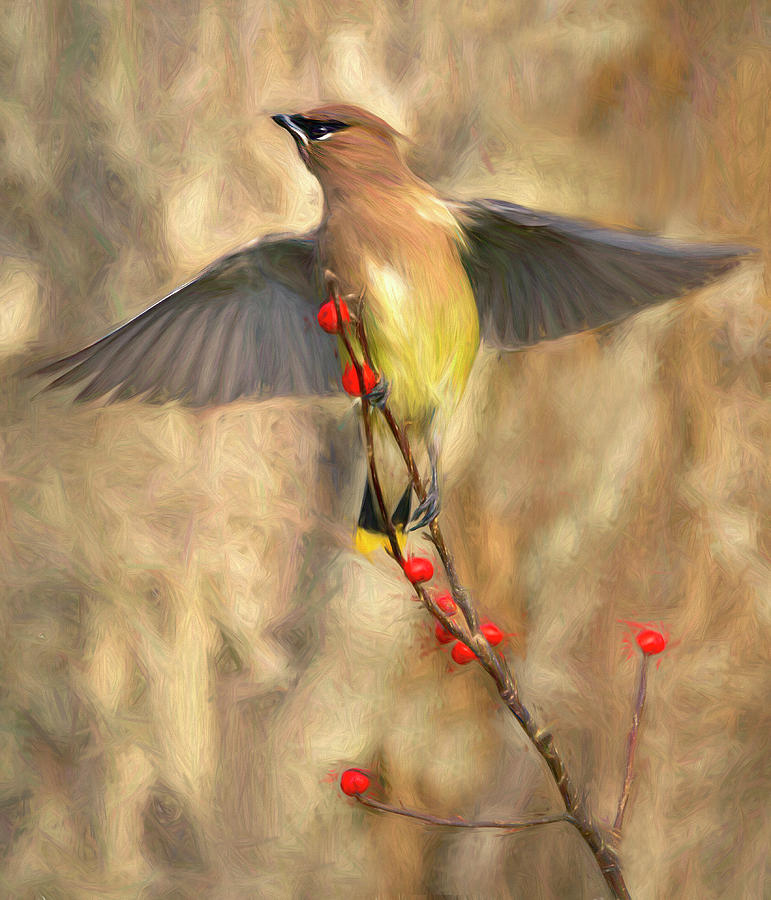 Waxwing Rising Photograph by Art Cole