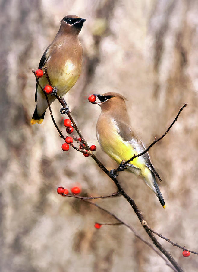 Waxwings and Berry Photograph by Art Cole