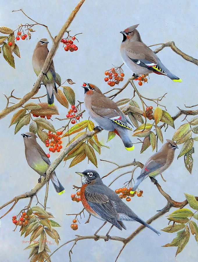 Waxwings and Robin Painting by Barry Kent MacKay