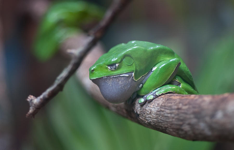 Waxy tree frog Photograph by Beverly Armstrong