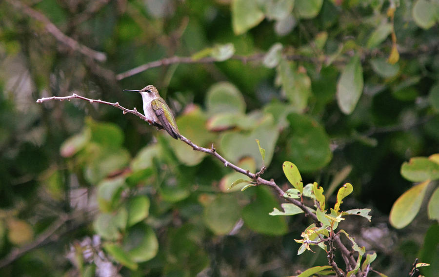 Way Out on a Limb Hummingbird Photograph by Gaby Ethington - Fine Art ...