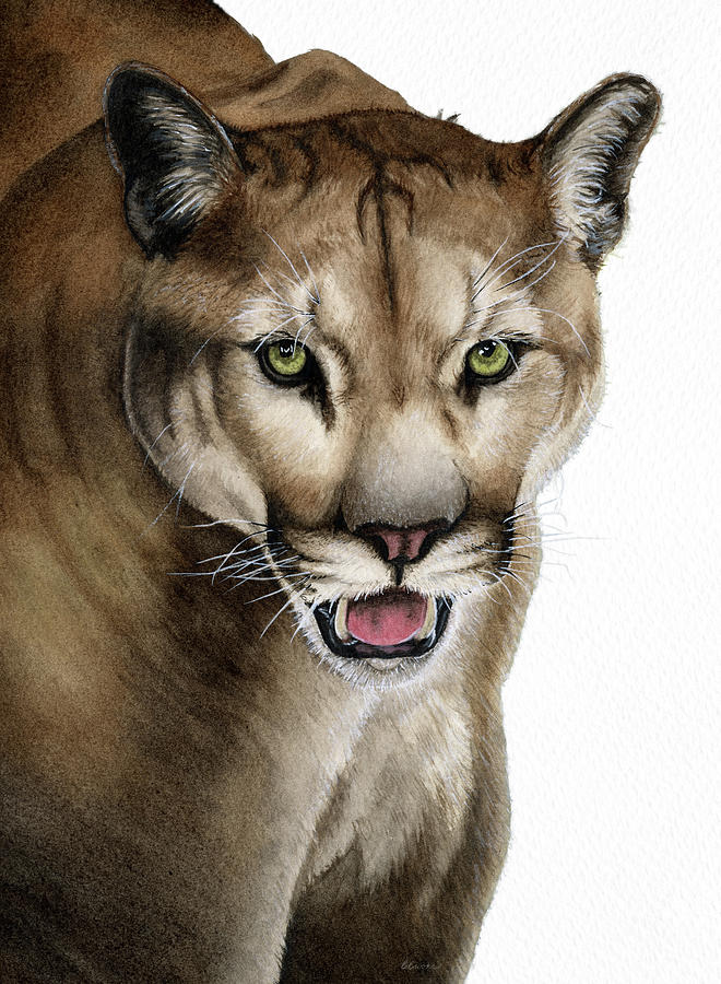 Cougar on the Prowl - Painting by Barb Brooks - Fine Art America