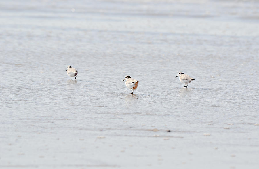 We Three Plover Birds Photograph By Gaby Ethington Fine Art America