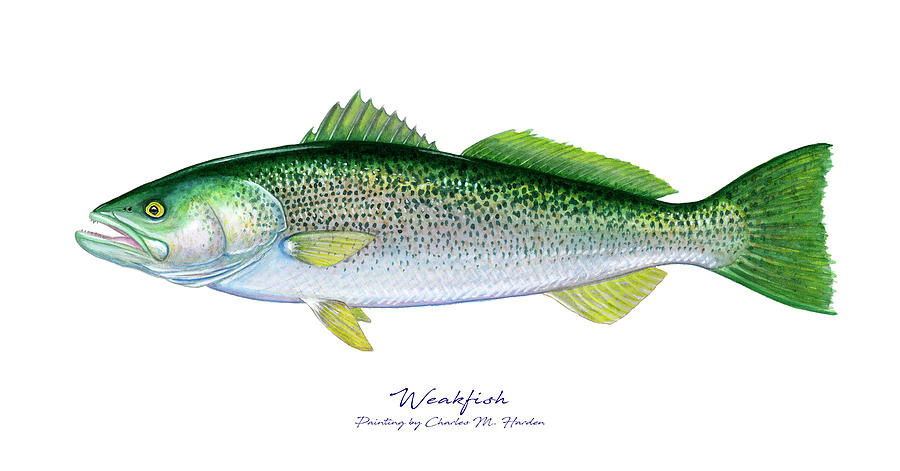 Weakfish Painting by Charles Harden
