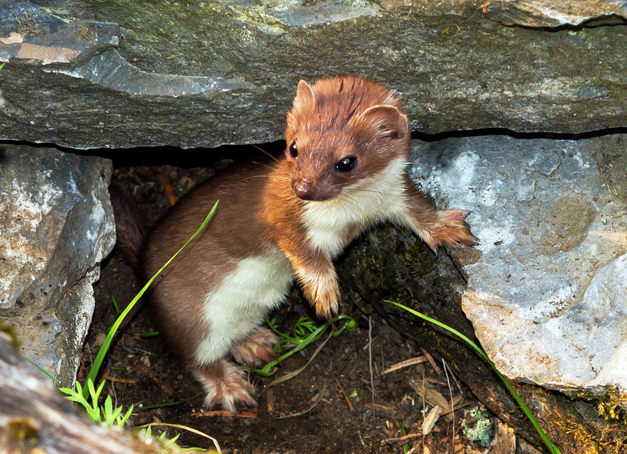 Weasel Photograph by Robert Libby