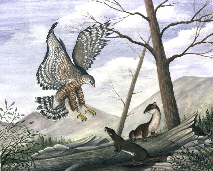 weasels and Coopers hawk Painting by Carl McKinley