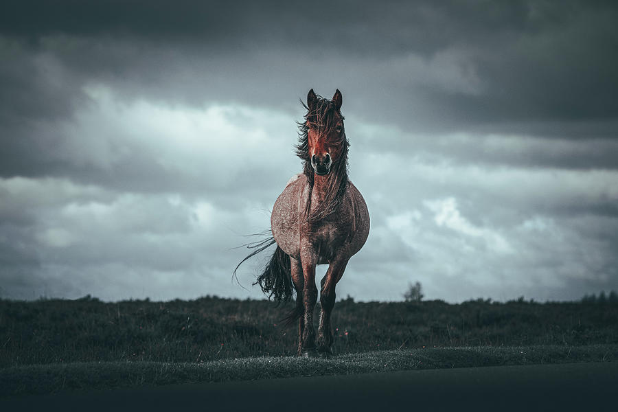 Weather the Storm - Horse Art Photograph by Lisa Saint