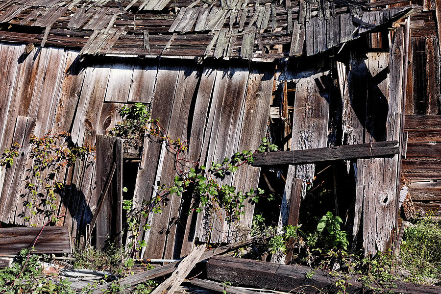 Weathered Barn And Blackberry Brambles Along The Russian River Photograph
