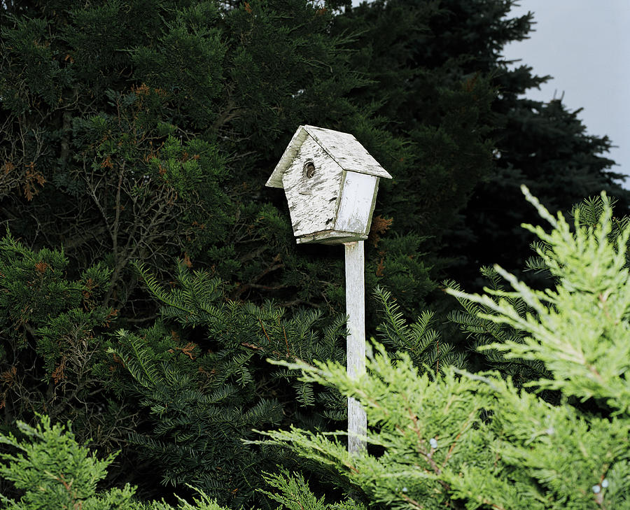 Weathered birdhouse among pines Photograph by Erik Von Weber