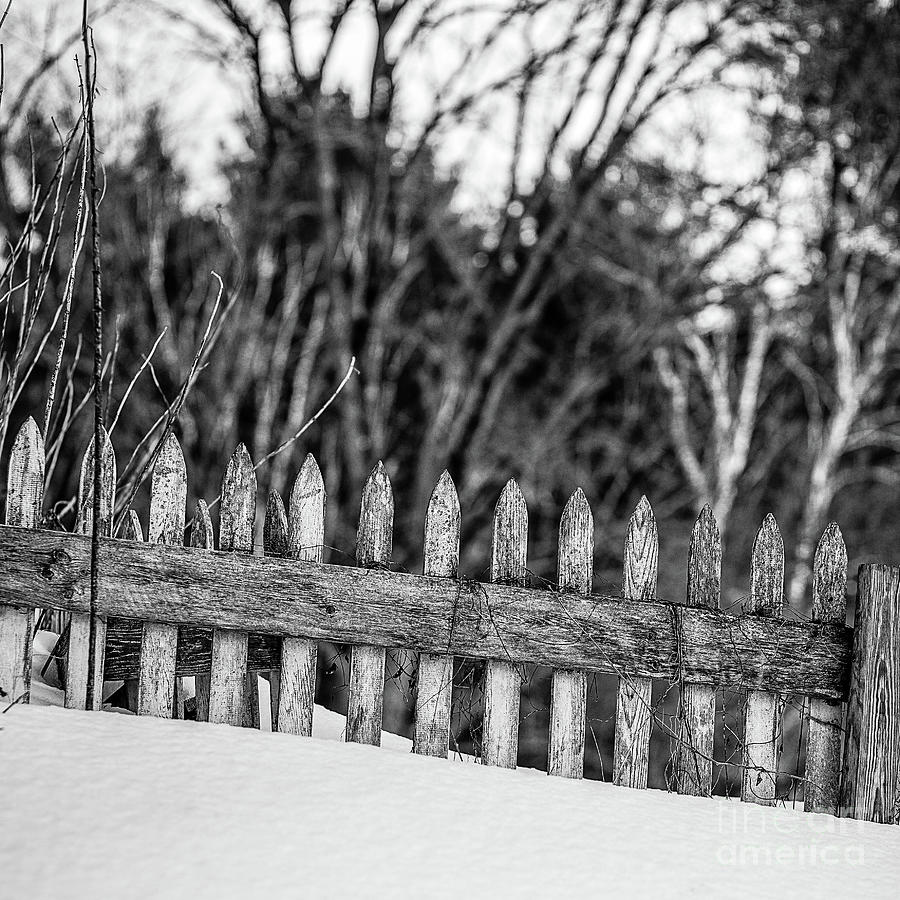 Weathered Fence Snow Square Photograph by Edward Fielding