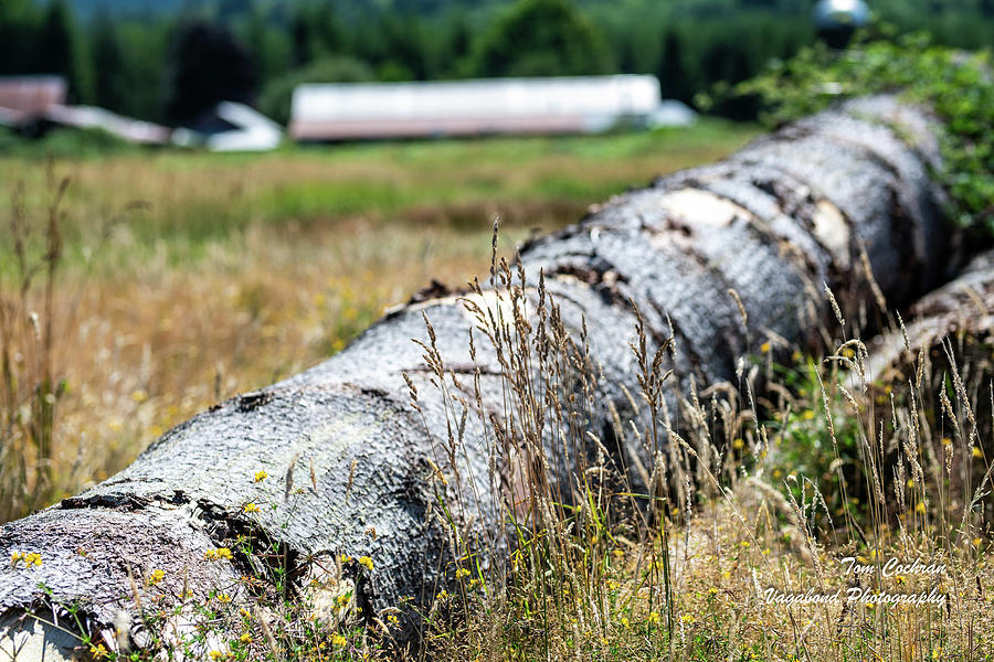 Weathered Log in a Pasture Photograph by Tom Cochran