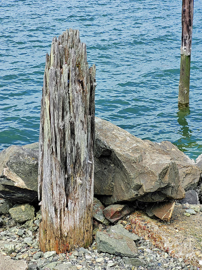 Weathered Piling Photograph by Norma Appleton