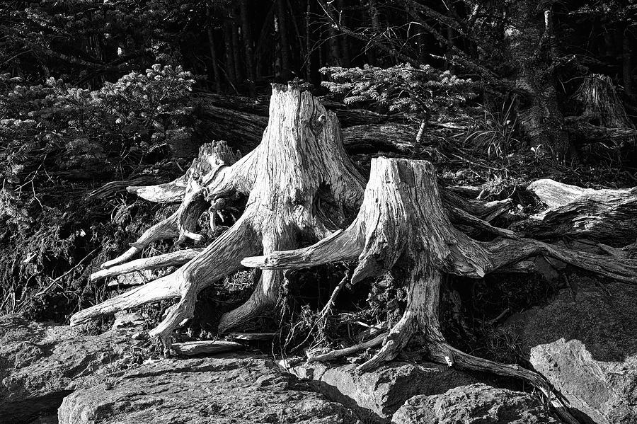 Weathered Pine Stumps Photograph by Steven Nelson