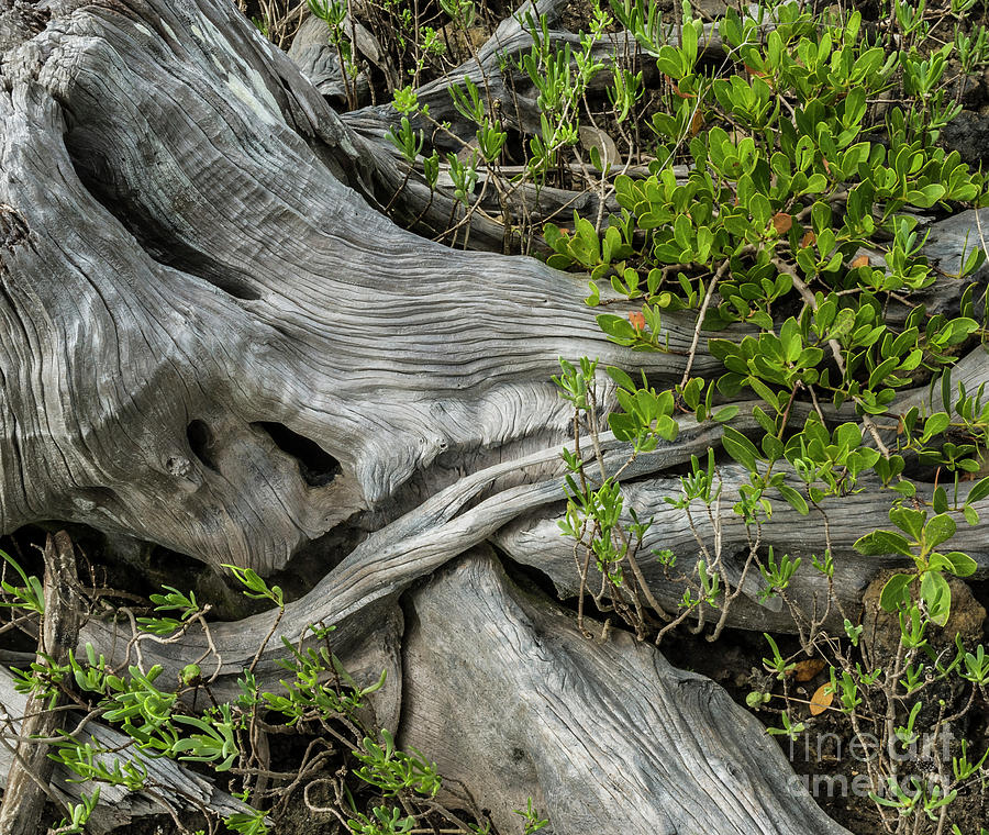 Coastal Salt Marsh Photograph - Weathered Red Cedar Roots by John Arnaldi