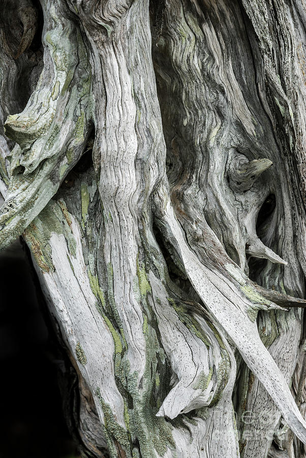 Coastal Salt Marsh Photograph - Weathered Roots of Red Cedar Tree by John Arnaldi