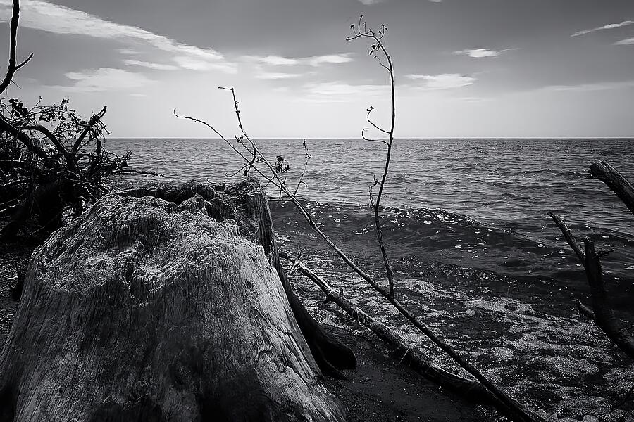 Weathered Tranquility Driftwood on the Shoreline Photograph by Travel Essayist Weathered Tranquility Driftwood on the Shoreline Photograph by Travel Essayist