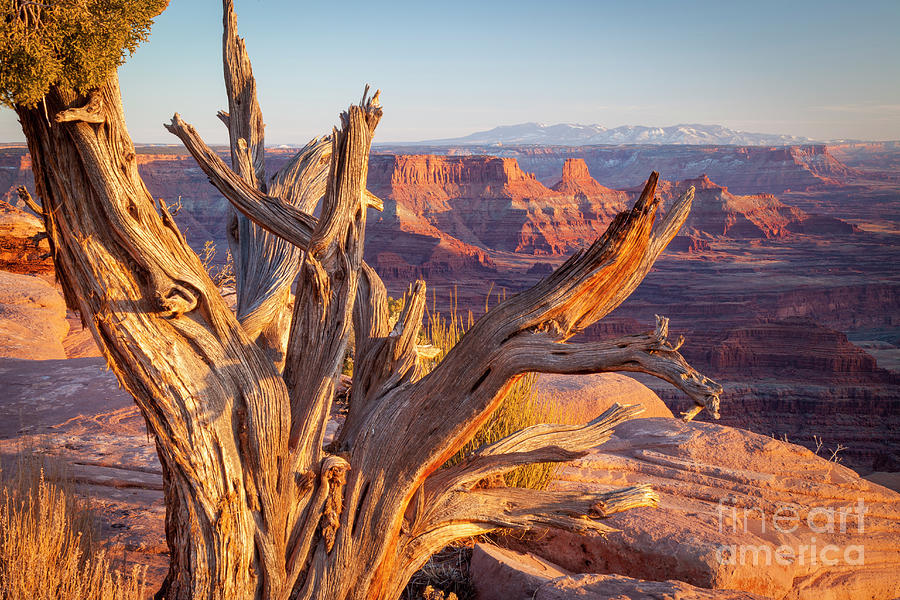 Weathered Tree at Canyonlands National Park - Utah II Photograph by Brian Jannsen