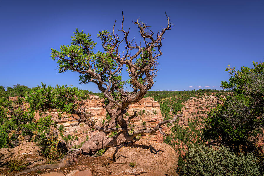 Grand Canyon National Park Photograph - Weathered Tree at the Grand Canyon North Rim by Harry Beugelink
