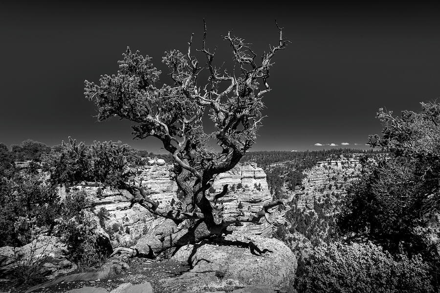 Grand Canyon National Park Photograph - Weathered Tree at the Grand Canyon North Rim in BW by Harry Beugelink