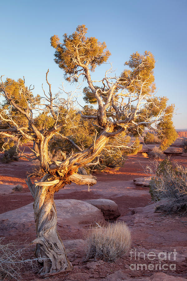 Weathered Tree In Canyonlands National Park Photograph