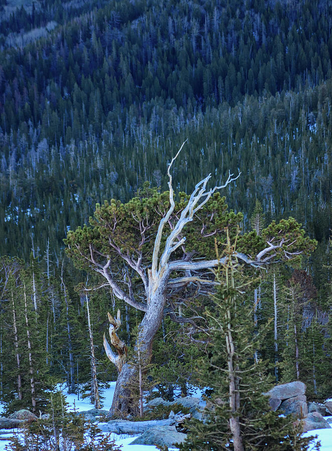 Weathered tree in the Rockies Photograph by John Marr