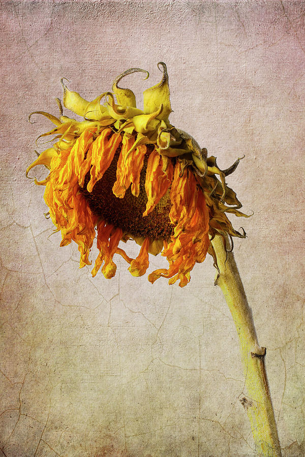 wilted sunflower painting