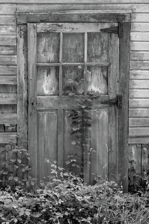 Weathered Wood Barn Door with Vine Photograph by David Letts