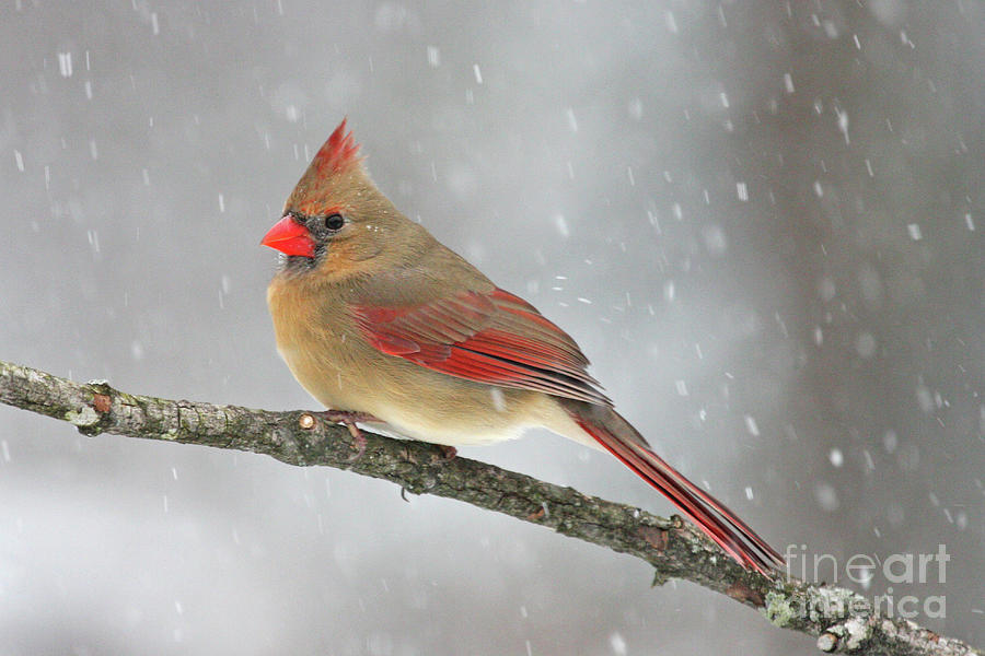 Cardinal Photograph - Weathering the Storm by Jayne Carney
