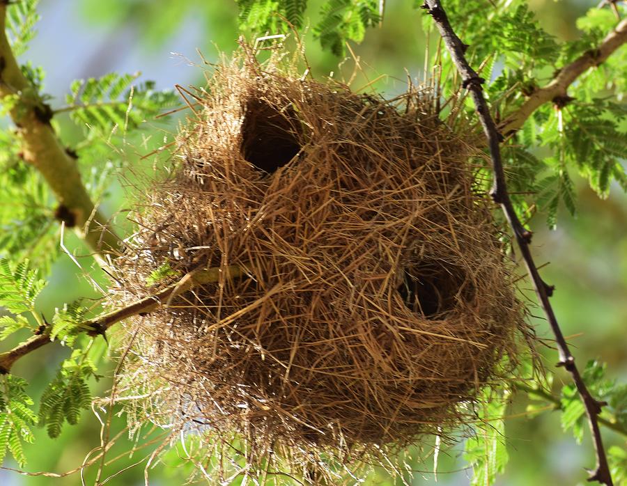 is bird nest fattening
