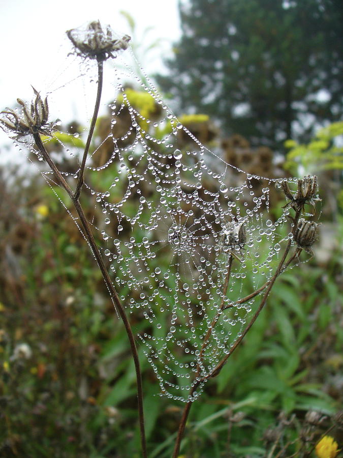 Web Droplets Photograph