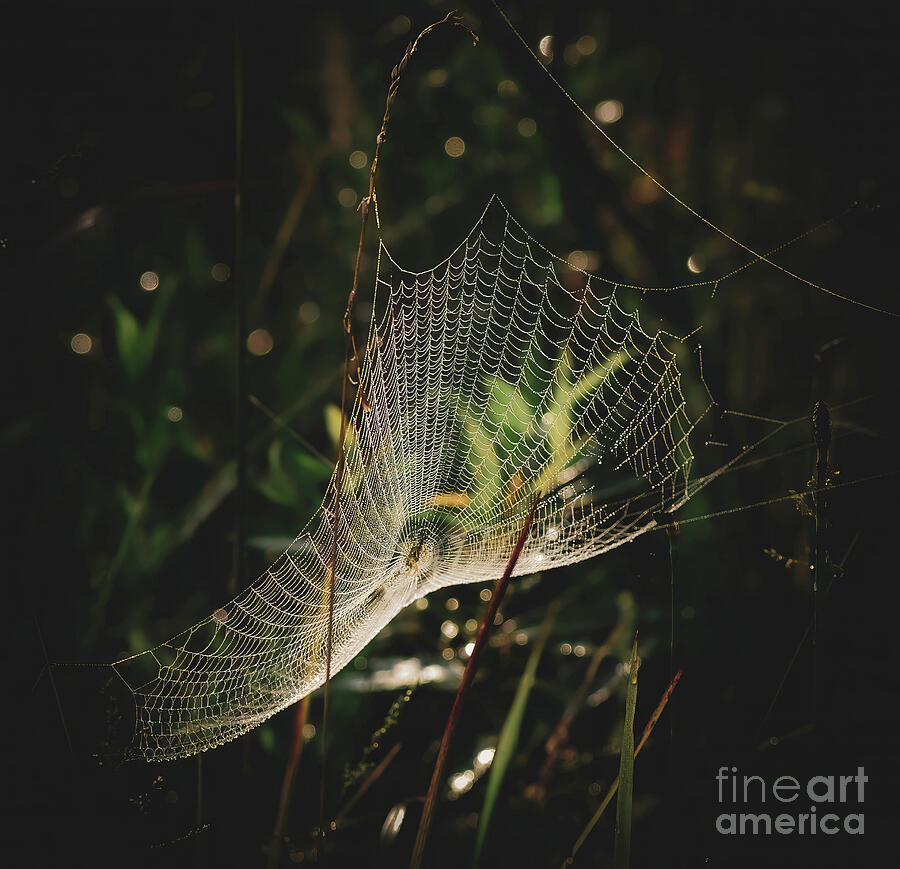 Web in the Darkness Photograph by Kerri Farley Web in the Darkness Photograph by Kerri Farley