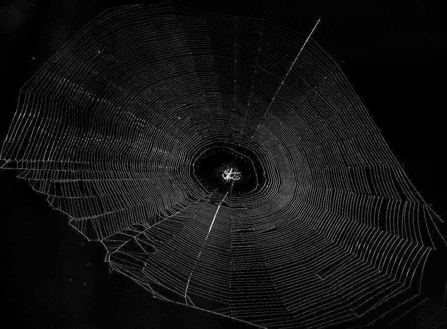 Web in the Forest Photograph by Eric Abernethy