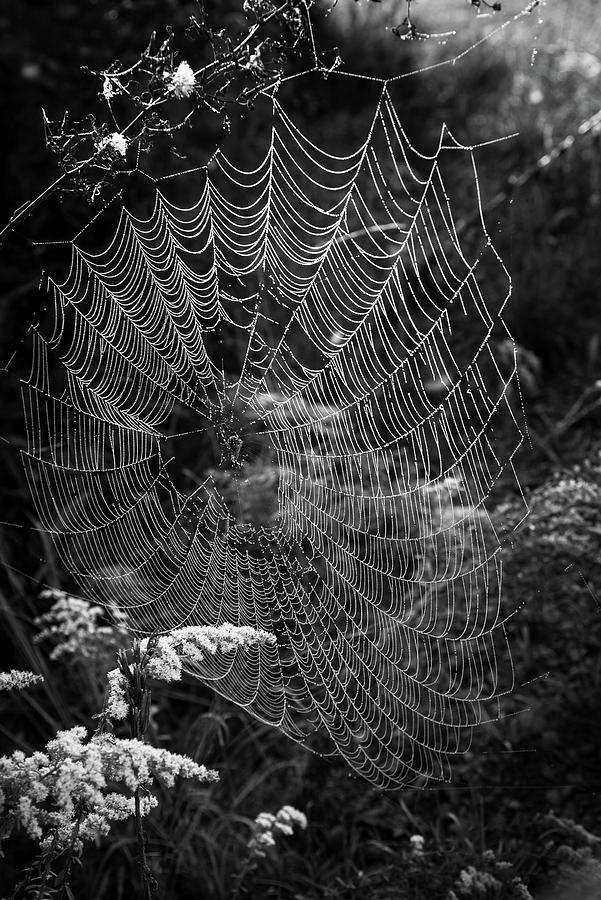 Web In The Woods In Black and White Photograph by Greg and Chrystal Mimbs