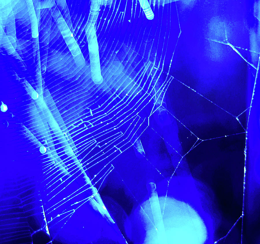 Web of Blue Photograph by Susan Maxwell Schmidt